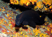 Rypticus saponaceus, Greater soapfish: fisheries, aquarium