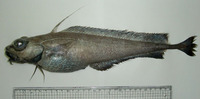 Lepidion ensiferus, Patagonian codling: