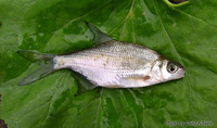 Blicca bjoerkna, White bream: fisheries, aquarium, bait