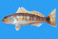 Diplectrum labarum, Highfin sand perch: