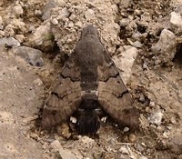 Macroglossum stellatarum - Humming-bird Hawk-moth