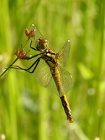 Sympetrum danae - Black Darter