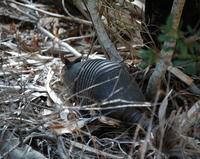 Image of: Dasypus novemcinctus (nine-banded armadillo)