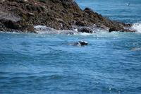 Image of: Halichoerus grypus (gray seal)