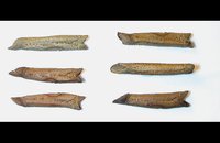 Cuniculina stilpna