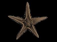 Astropecten aranciacus