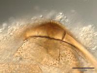 Bivalvia - Bivalves
