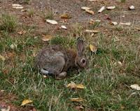 Image of: Oryctolagus cuniculus (European rabbit)