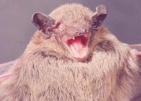 Image of: Pipistrellus tenuis mimus (Indian pygmy pipistrelle)