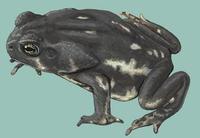 Image of: Bufo marinus (cane toad)