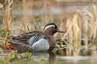 Anas querquedula - Garganey