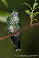 Heliodoxa jacula - Green-crowned Brilliant