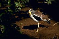 Vanellus albiceps - White-headed Lapwing