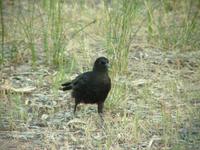 Corcorax melanorhamphos - White-winged Chough