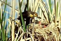 Xanthocephalus xanthocephalus - Yellow-headed Blackbird