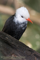 Hypsipetes leucocephalus - Black Bulbul