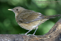 Turdus grayi - Clay-colored Thrush