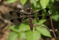 Image of: Libellula lydia