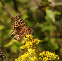 Image of: Speyeria cybele