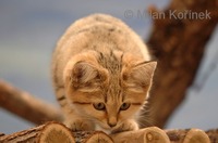 Felis margarita - Sand Cat