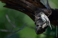 Image of: Contopus virens (eastern wood pewee)