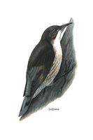 Image of: Cormobates leucophaea (white-throated treecreeper)