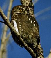 Image of: Glaucidium nanum (austral pygmy owl)