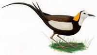 Image of: Hydrophasianus chirurgus (pheasant-tailed jacana)