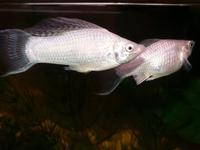 Poecilia latipinna