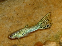 Poecilia reticulata - Barbados Millions