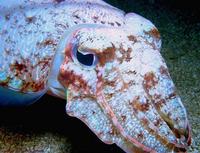 Image of: Sepia latimanus