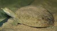 Image of: Apalone spinifera (spiny softshell turtle)