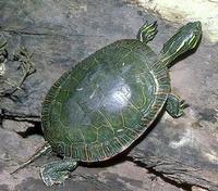 Image of: Chrysemys picta (painted turtle)