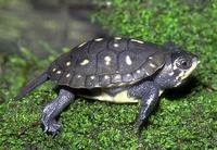 Image of: Clemmys guttata (spotted turtle)