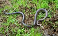 Zamenis longissimus - Aesculapean Snake