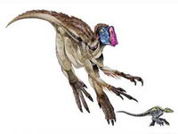 Chirostenotes
