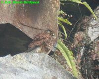 Spotted Kestrel - Falco moluccensis