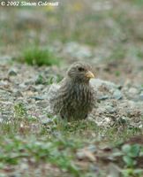 Tibetan Rosefinch - Carpodacus roborowskii