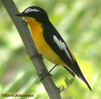 Yellow-rumped Flycatcher - Ficedula zanthopygia