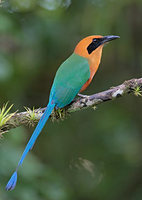 Rufous Motmot (Baryphthengus martii) photo