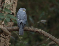 Frances' Sparrowhawk (Accipiter francesii) photo