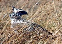 Martial Eagle - Polemaetus bellicosus