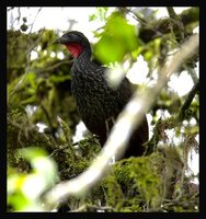 Cauca Guan - Penelope perspicax