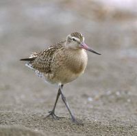 Bar-tailed Godwit (Limosa lapponica) photo