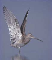 Long-billed Dowitcher (Limnodromus scolopaceus) photo