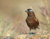 Gray-crowned Rosy-Finch (Leucosticte tephrocotis) photo