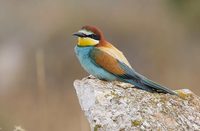 European Bee-eater (Merops apiaster) photo