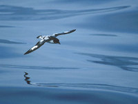 Cape Petrel (Daption capense) photo