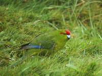 Red-fronted Parakeet (Cyanoramphus novaezelandiae) photo