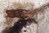 Oilbird (Steatornis caripensis) photo